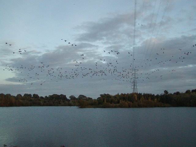 Greylags flying out at dusk. Greylags flying out at dusk.