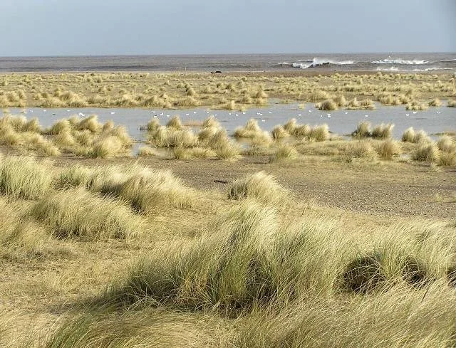 Upper beach at Kessingland. Upper beach at Kessingland.