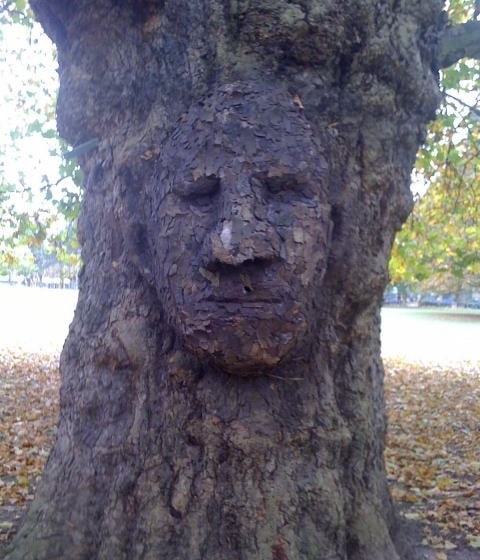 One of the mature trees in Acton Park, the "Grandfather Tree" - terrible iPhone pic sorry. One of the mature trees in Acton Park, the "Grandfather Tree" - terrible iPhone pic sorry.