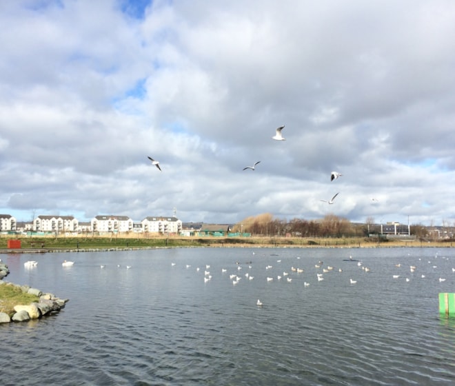 Tralee Bay Wetlands - a Ring-billed Gull hotspot. Tralee Bay Wetlands - a Ring-billed Gull hotspot.