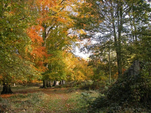 Autumn beeches near the southwest corner of Great Wood. Autumn beeches near the southwest corner of Great Wood.