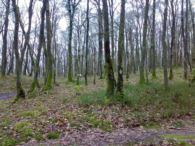 Phone pic. of ancient woodland. Phone pic. of ancient woodland.