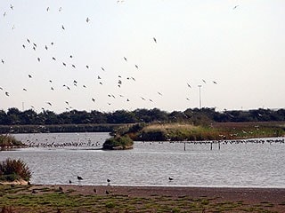 View from hide with Black-tailed Godwits flying in. View from hide with Black-tailed Godwits flying in.