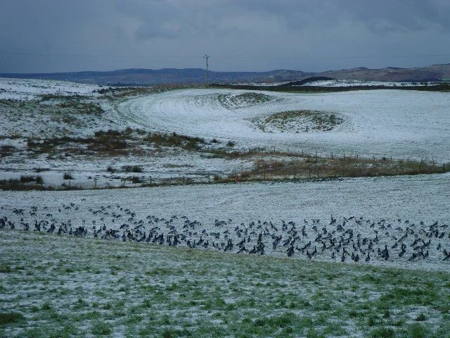 Just south of Ballygrant at Knocklearoch. Just south of Ballygrant at Knocklearoch.