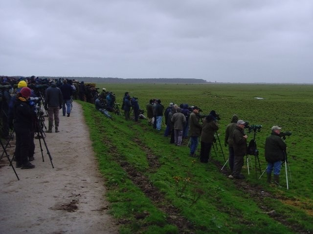 A large crowd waiting to see a Little Blue Heron... that unfortunately failed to show on this date. A large crowd waiting to see a Little Blue Heron... that unfortunately failed to show on this date.