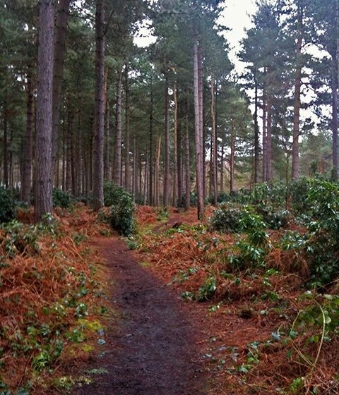 Wheldrake Woods. Wheldrake Woods.