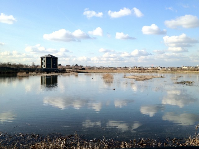 London Wetland Centre WWT Birdwatching Site - BirdGuides