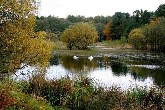 Morton's Loch, Nr Tayport. Morton's Loch, Nr Tayport.