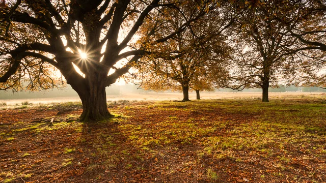 Autumn in Richmond Park is a joy to behold. Conisdering how close it is to central London, it defines the world "oasis" with it's abundance of wildlife and natural beauty. Autumn in Richmond Park is a joy to behold. Conisdering how close it is to central London, it defines the world "oasis" with it's abundance of wildlife and natural beauty.