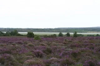 General view across heath on Birdwatchers' Trail General view across heath on Birdwatchers' Trail