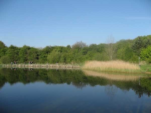 The Great Reed Warbler site at Straw's Bridge Ponds. The Great Reed Warbler site at Straw's Bridge Ponds.