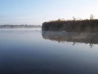 Mute Swans in the early morning mist. Mute Swans in the early morning mist.