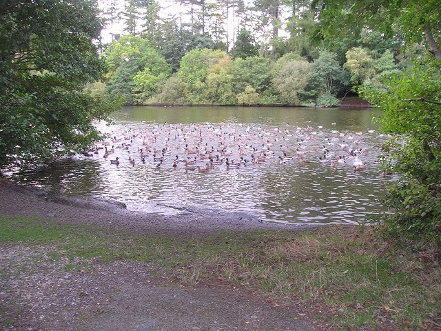 My husband brought me up here and I couldn't believe my eyes at the number of ducks here. They were all on the side of the lake as we approached but when they saw us they all scrambled into the water making an awful noise!! The quality of the photo i My husband brought me up here and I couldn't believe my eyes at the number of ducks here. They were all on the side of the lake as we approached but when they saw us they all scrambled into the water making an awful noise!! The quality of the photo i