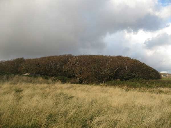 The main plantation at Halligarth. The main plantation at Halligarth.