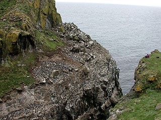 Some of the seabird colony on Lunga. Some of the seabird colony on Lunga.