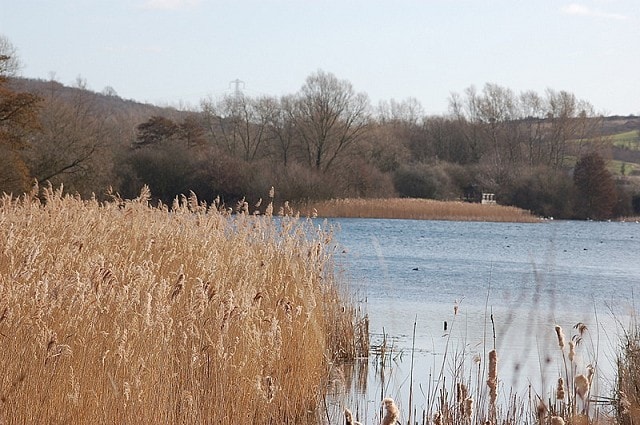 Fishers Green view across the lake and reed beds to the Bittern Hide. Fishers Green view across the lake and reed beds to the Bittern Hide.