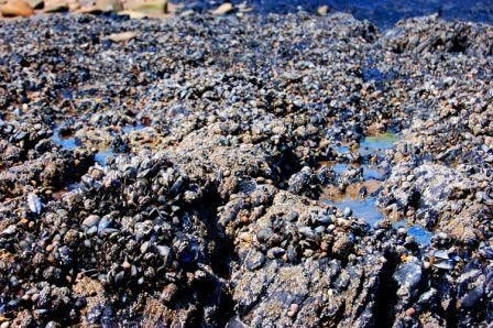 The beach is a mass of shells. The beach is a mass of shells.