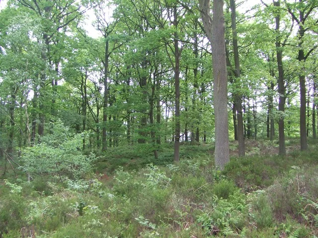 Knowles Coppice next to Dowles Brook Knowles Coppice next to Dowles Brook