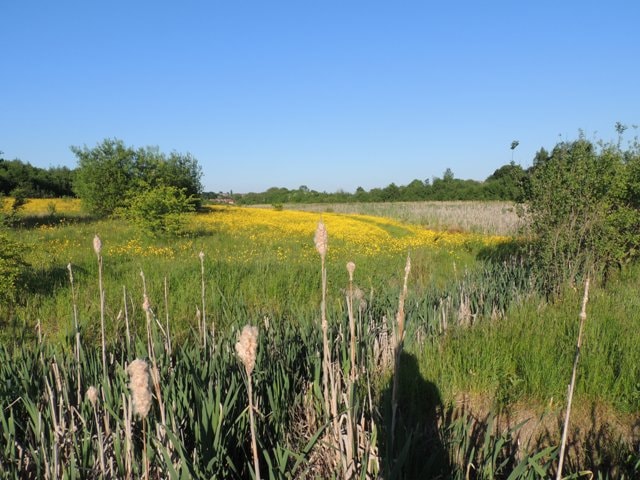 Bailey Brook reedbeds. Bailey Brook reedbeds.