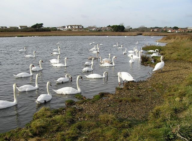 Wintering Mute Swans. Wintering Mute Swans.