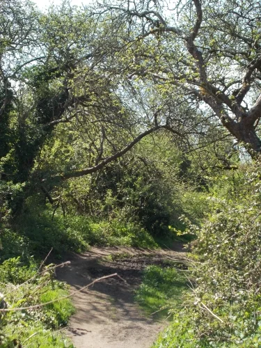 The riverside path throught the Orchard. The riverside path throught the Orchard.