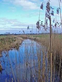 Exminster Marshes is a collection of water meadows criss-crossed by dykes, ditches and ponds and this view is typical of the site. Exminster Marshes is a collection of water meadows criss-crossed by dykes, ditches and ponds and this view is typical of the site.