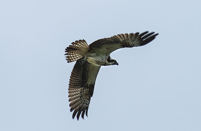 Osprey at Warnham. Osprey at Warnham.