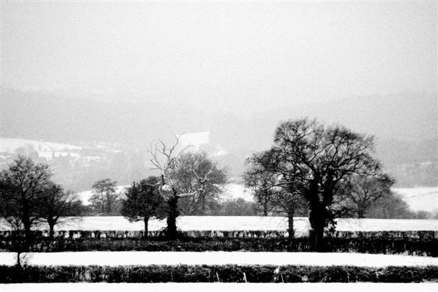 When not covered in snow, at this time of year these fields are full of Lapwings, Redwings and Fieldfares. When not covered in snow, at this time of year these fields are full of Lapwings, Redwings and Fieldfares.