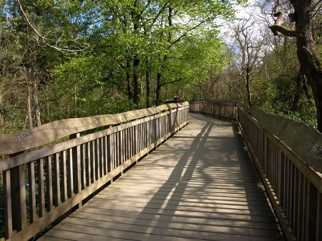 'Aerial Walkway' through the woodland at Stover Country Park, Devon. Opened in 2003, the walkway follows a 90 metre long raised route through the lower canopy of the woodland. 'Aerial Walkway' through the woodland at Stover Country Park, Devon. Opened in 2003, the walkway follows a 90 metre long raised route through the lower canopy of the woodland.