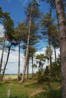 Summer view of Newborough woods. Malltraeth estuary in the background. Summer view of Newborough woods. Malltraeth estuary in the background.