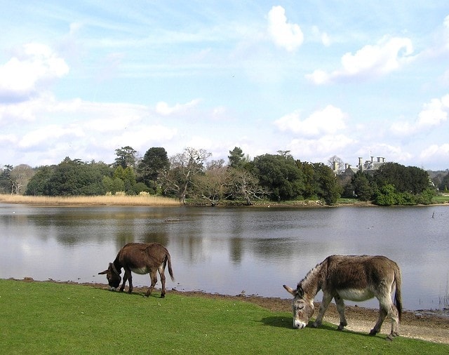 Beaulieu Mill Pool and Palace House. Beaulieu Mill Pool and Palace House.