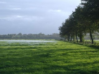 SW part of the Common. Shallow water and splashy conditions occur in centres of fields. Underlying peat, deeper in the centre of the site, may have compacted in the long-term due to drainage. SW part of the Common. Shallow water and splashy conditions occur in centres of fields. Underlying peat, deeper in the centre of the site, may have compacted in the long-term due to drainage.