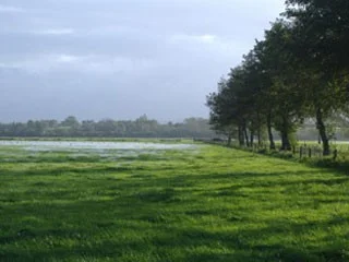 Walmore Common Birdwatching Site BirdGuides