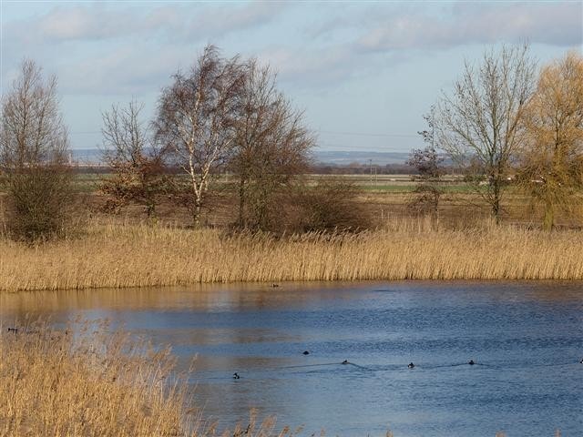 One of the riverside ponds at Faxfleet. One of the riverside ponds at Faxfleet.