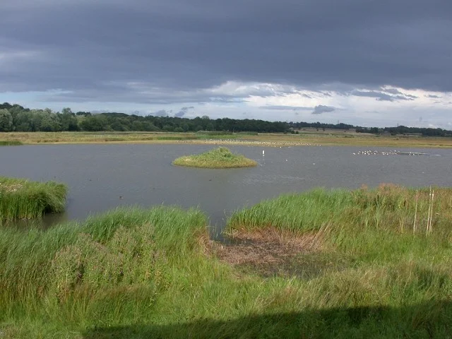 View from the hide - there's a Wood Sandpiper out there somewhere! View from the hide - there's a Wood Sandpiper out there somewhere!