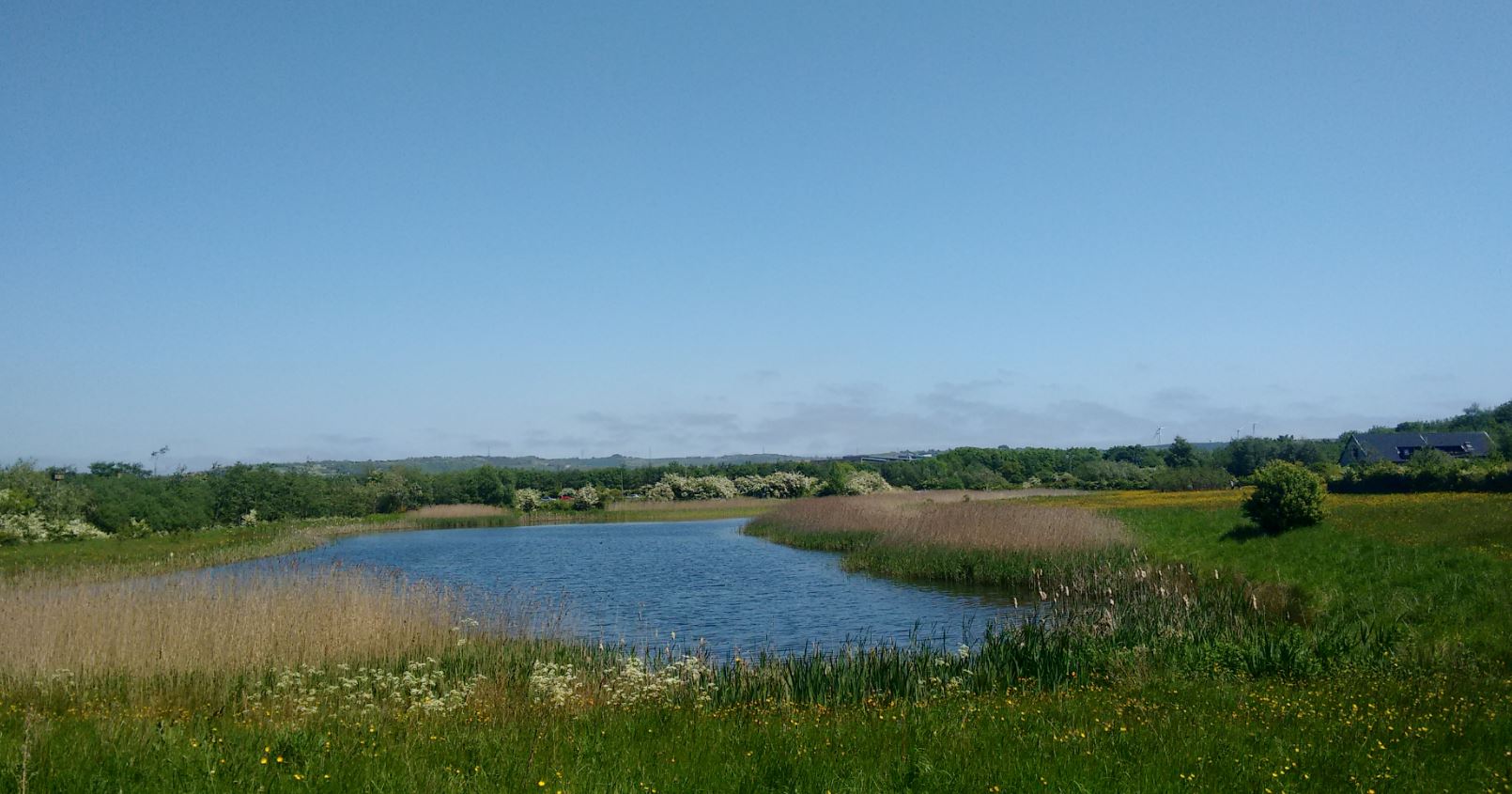 Rainton Meadows DWT Birdwatching Site BirdGuides