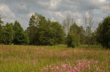 The meadow in flower at Aqualate.