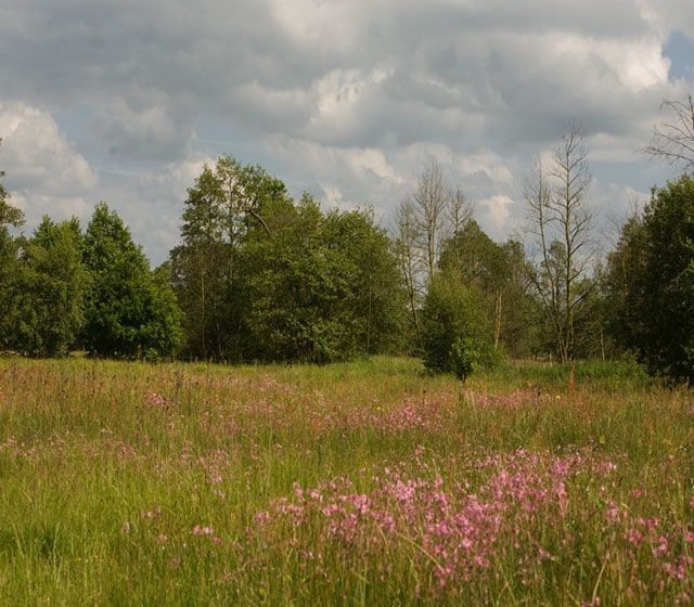 The meadow in flower at Aqualate. The meadow in flower at Aqualate.