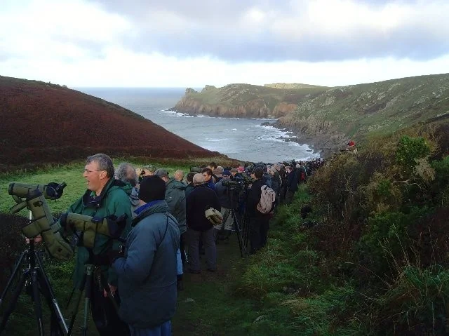 A picture of the seaward end of the valley and the crowd at the Alder Flycatcher twitch. A picture of the seaward end of the valley and the crowd at the Alder Flycatcher twitch.