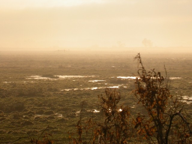 Cantley on a misty winter morning. Note the almost total lack of geese. Cantley on a misty winter morning. Note the almost total lack of geese.