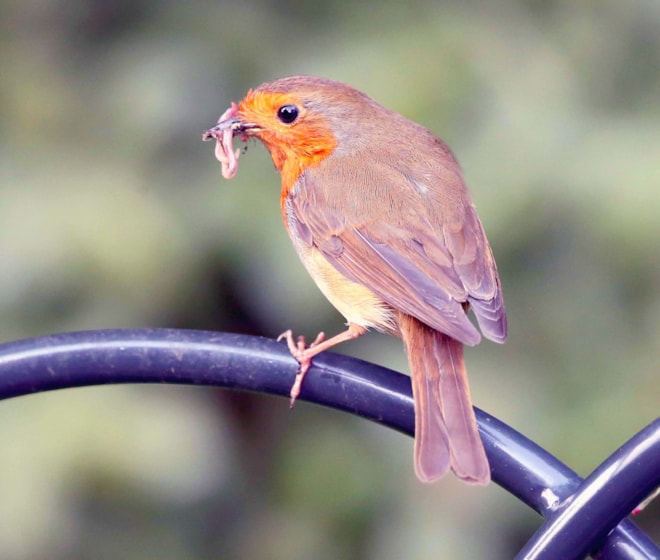 European Robin(Erithacus rub)
The European robin, known simply as the robin or robin redbreast in the British Isles, is a small insectivorous passerine bird, specifically a chat, that was formerly classified as a member of the thrush. The male and f European Robin(Erithacus rub)
The European robin, known simply as the robin or robin redbreast in the British Isles, is a small insectivorous passerine bird, specifically a chat, that was formerly classified as a member of the thrush. The male and f