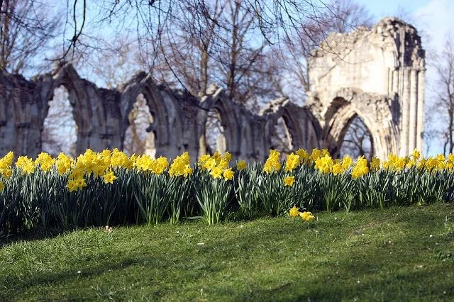 St Mary's Abbey in the Museum Gardens in Central York. St Mary's Abbey in the Museum Gardens in Central York.