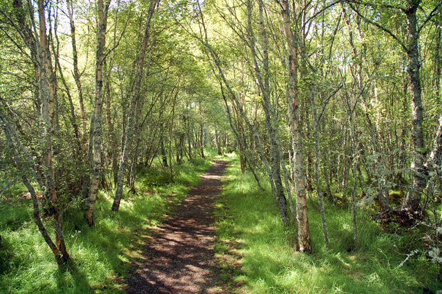 Haughton Country Park © Copyright <a title="View profile" href="http://www.geograph.org.uk/profile/993">Graham Scott</a> and
licensed for reuse under this <a rel="license" href="http://creativecommons.org/licenses/by-sa/2.0/">Creative Commons Haughton Country Park © Copyright <a title="View profile" href="http://www.geograph.org.uk/profile/993">Graham Scott</a> and
licensed for reuse under this <a rel="license" href="http://creativecommons.org/licenses/by-sa/2.0/">Creative Commons