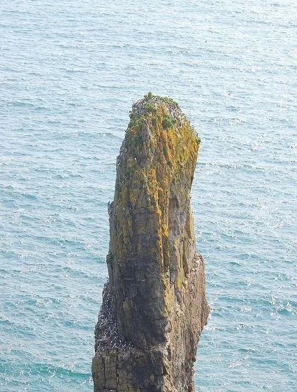 Stack Rocks from Castlemartin. Alive with Gillemot and Razorbill. These aren't the stack rocks on the north of Pembrokeshire but on the south at Castlemartin. Stack Rocks from Castlemartin. Alive with Gillemot and Razorbill. These aren't the stack rocks on the north of Pembrokeshire but on the south at Castlemartin.