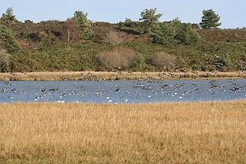 View from Middlebere hide across channel to Arne View from Middlebere hide across channel to Arne