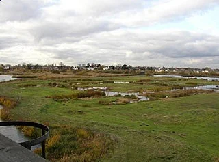 London Wetland Centre WWT Birdwatching Site - BirdGuides