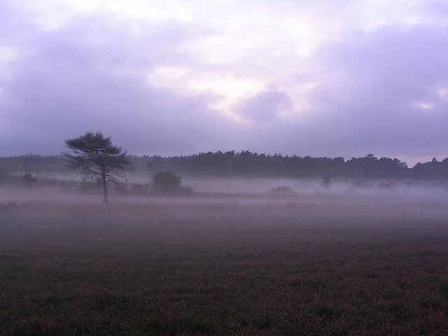 Evening mist rising over Thursley Common, from Shrike Hill. Evening mist rising over Thursley Common, from Shrike Hill.