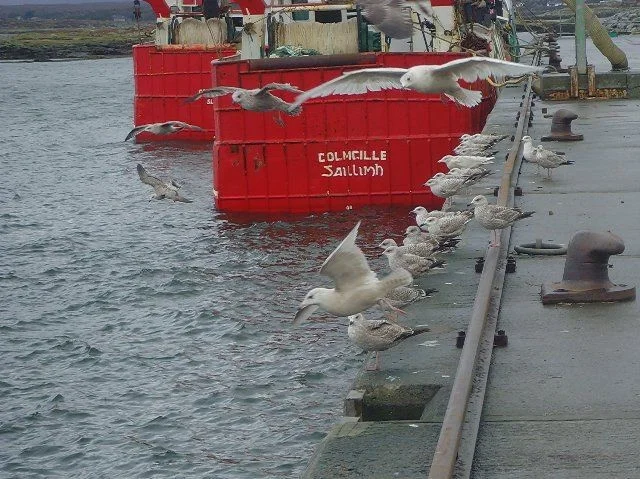 Two Iceland Gulls and one Glaucous Gull can be seen in this photograph. Two Iceland Gulls and one Glaucous Gull can be seen in this photograph.