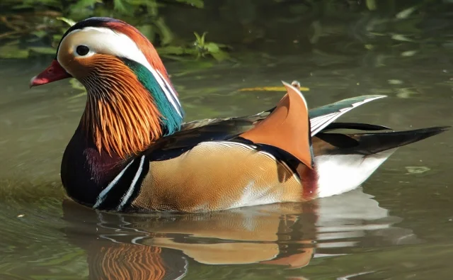 Adel Dam - Marsh Hide. Adel Dam - Marsh Hide.