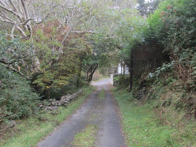 The wooded valley at Doogort is easily explored via the small lanes which intertwine through its interior; how long before a Nearctic passerine is discovered here? The wooded valley at Doogort is easily explored via the small lanes which intertwine through its interior; how long before a Nearctic passerine is discovered here?